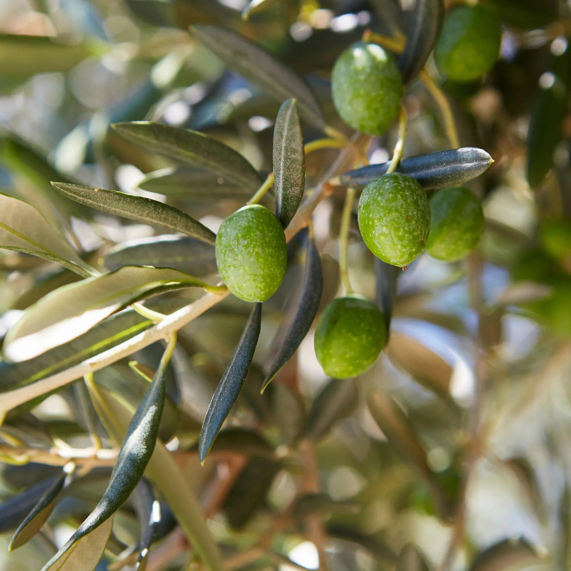 Olive Oil