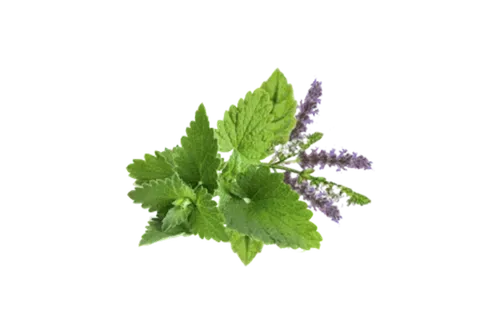 Patchouli Fragrance Oil For Personal Care (Oil Soluble)