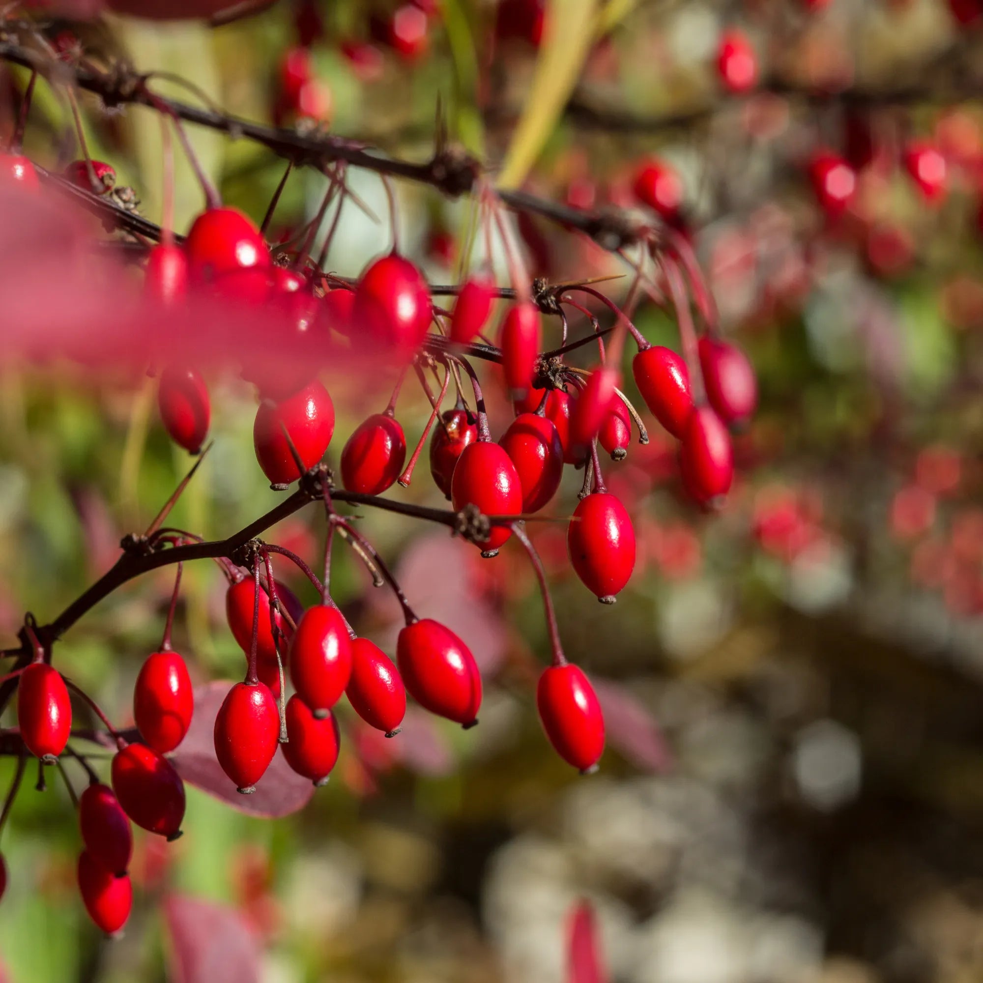 Barberry Liquid Extract - Water Soluble