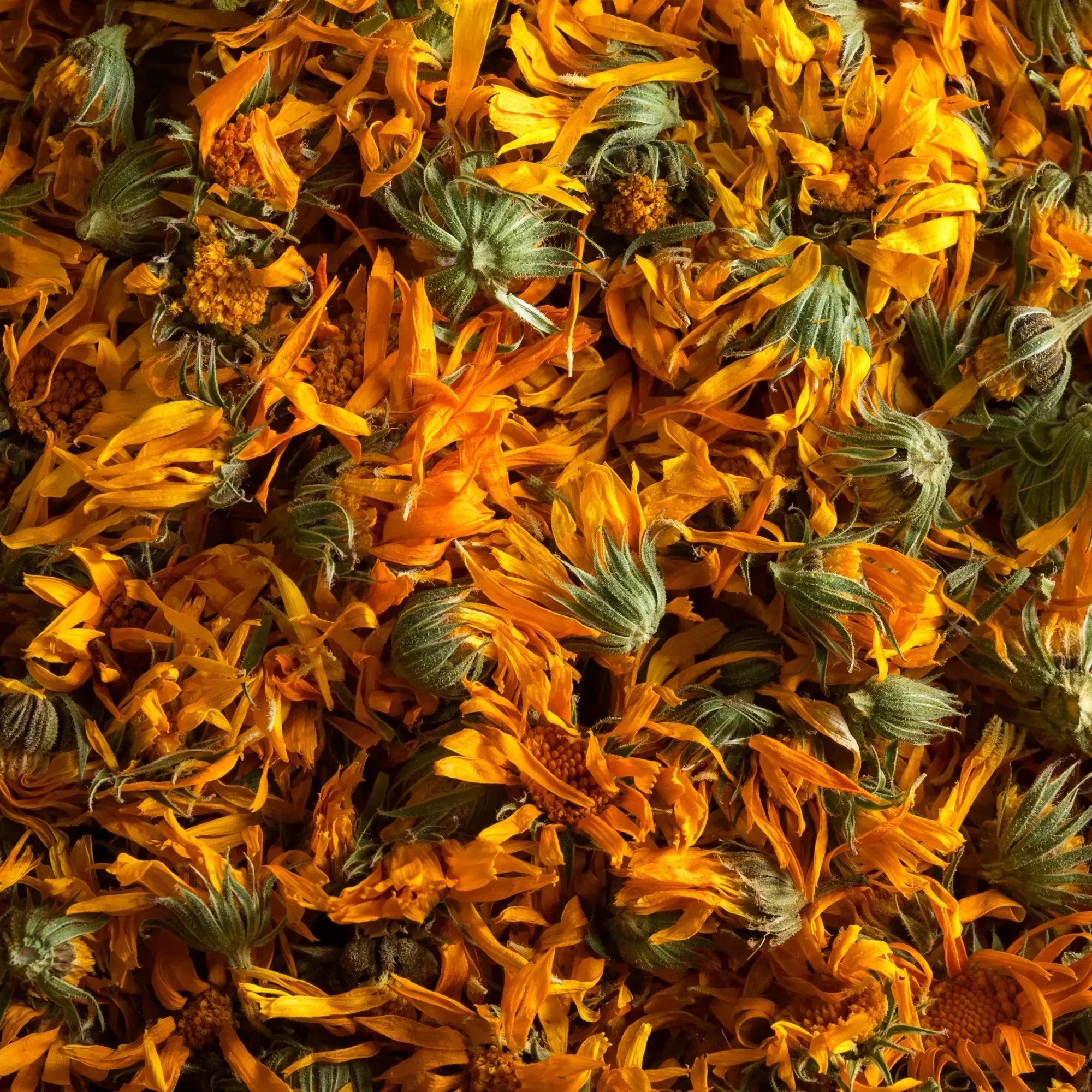 Calendula Liquid Extract - Water Soluble