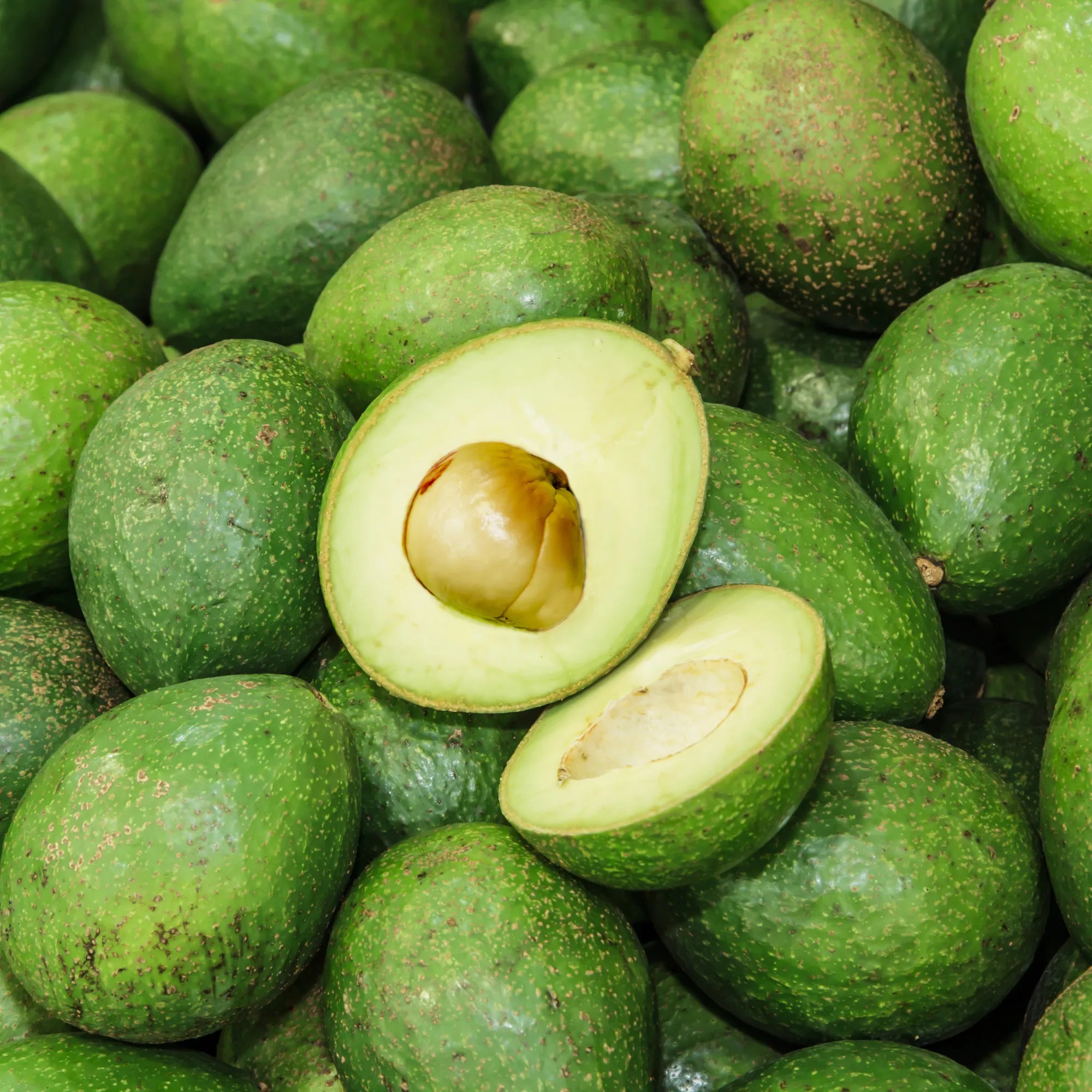 Avocado Liquid Extract - Water Soluble