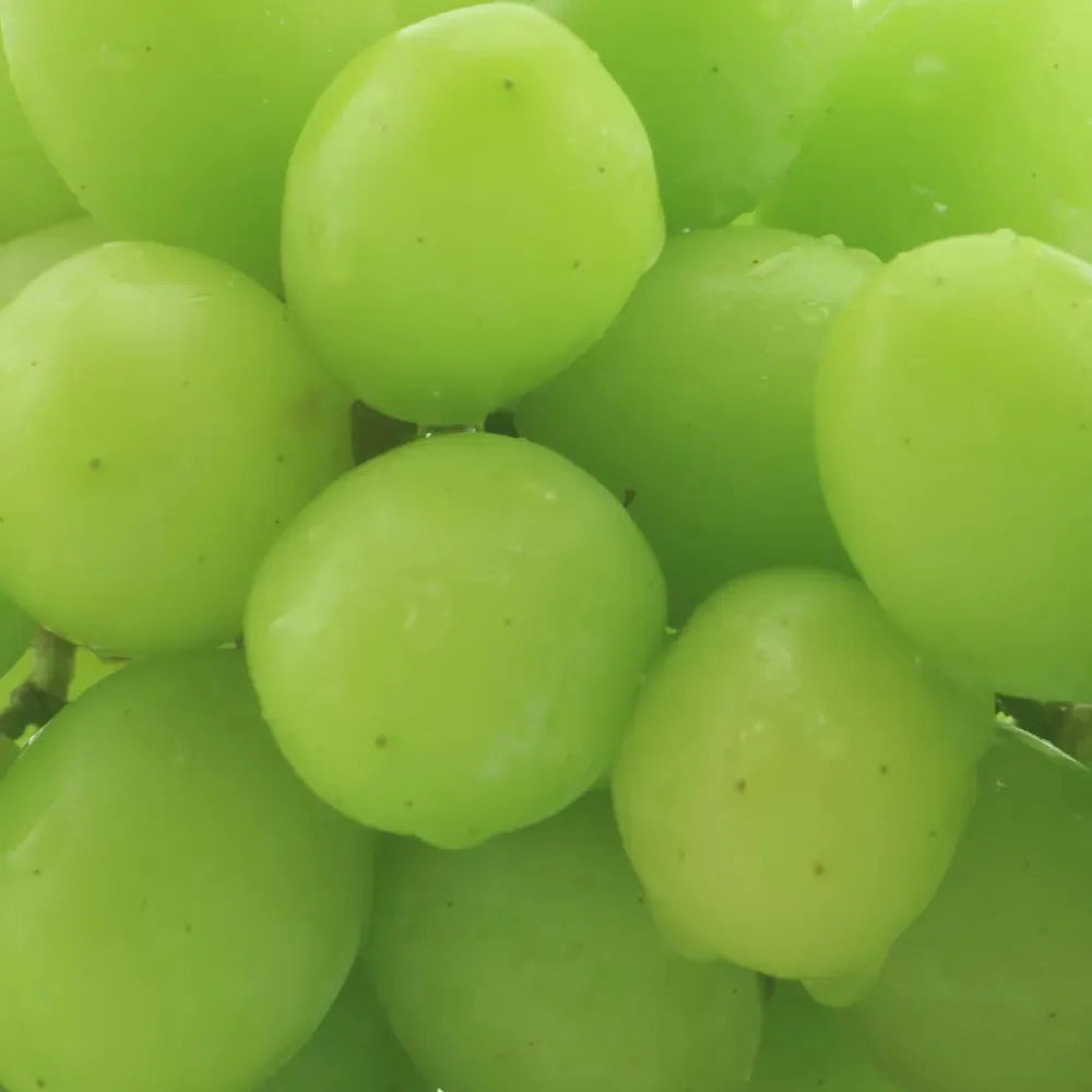 Grapeseed Carrier Oil (Green)