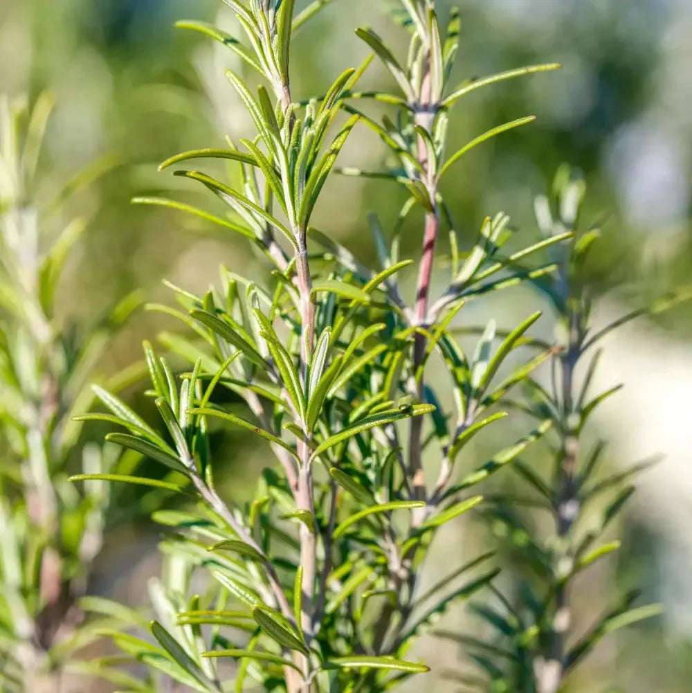 Rosemary Essential Oil