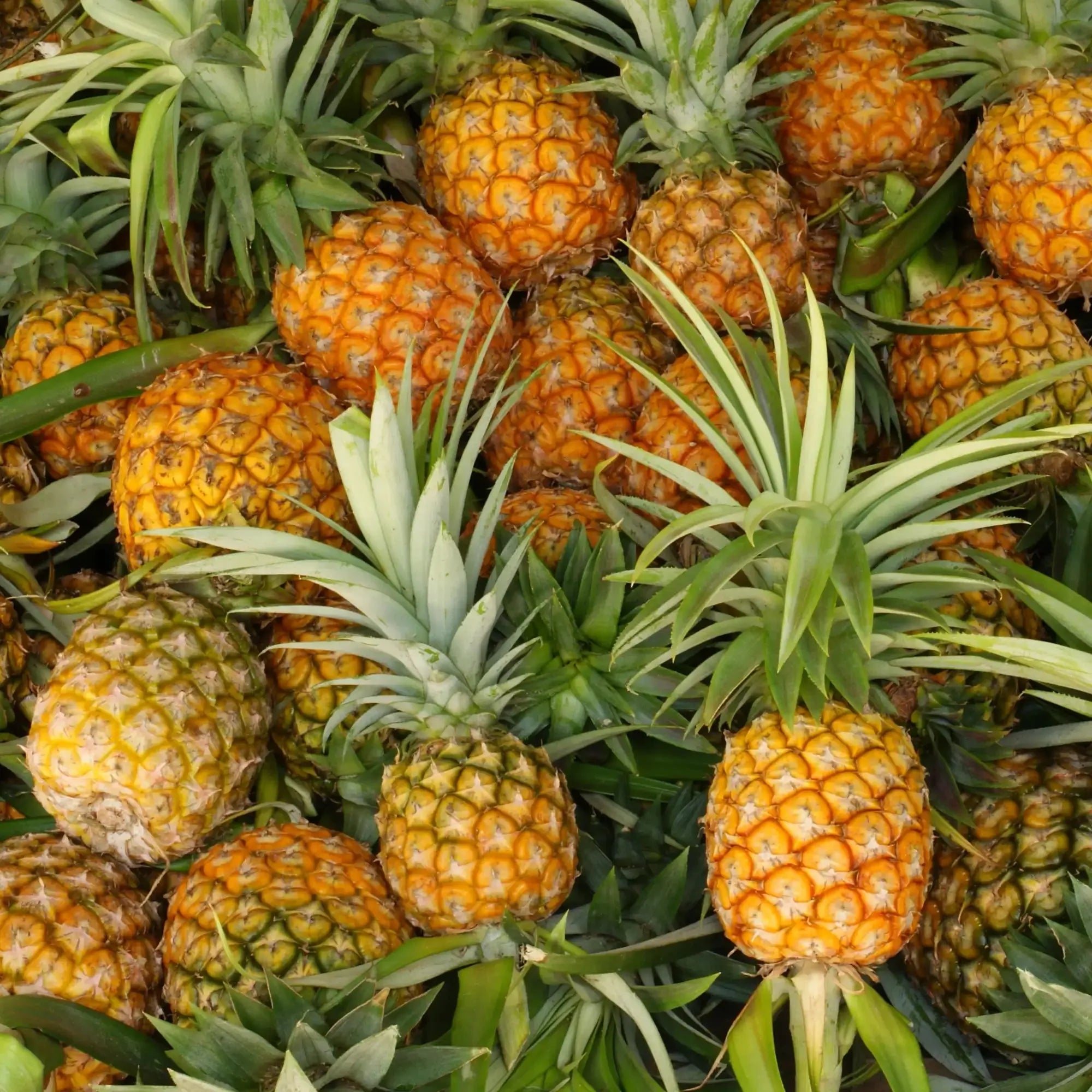 Pineapple Extract - Water Soluble