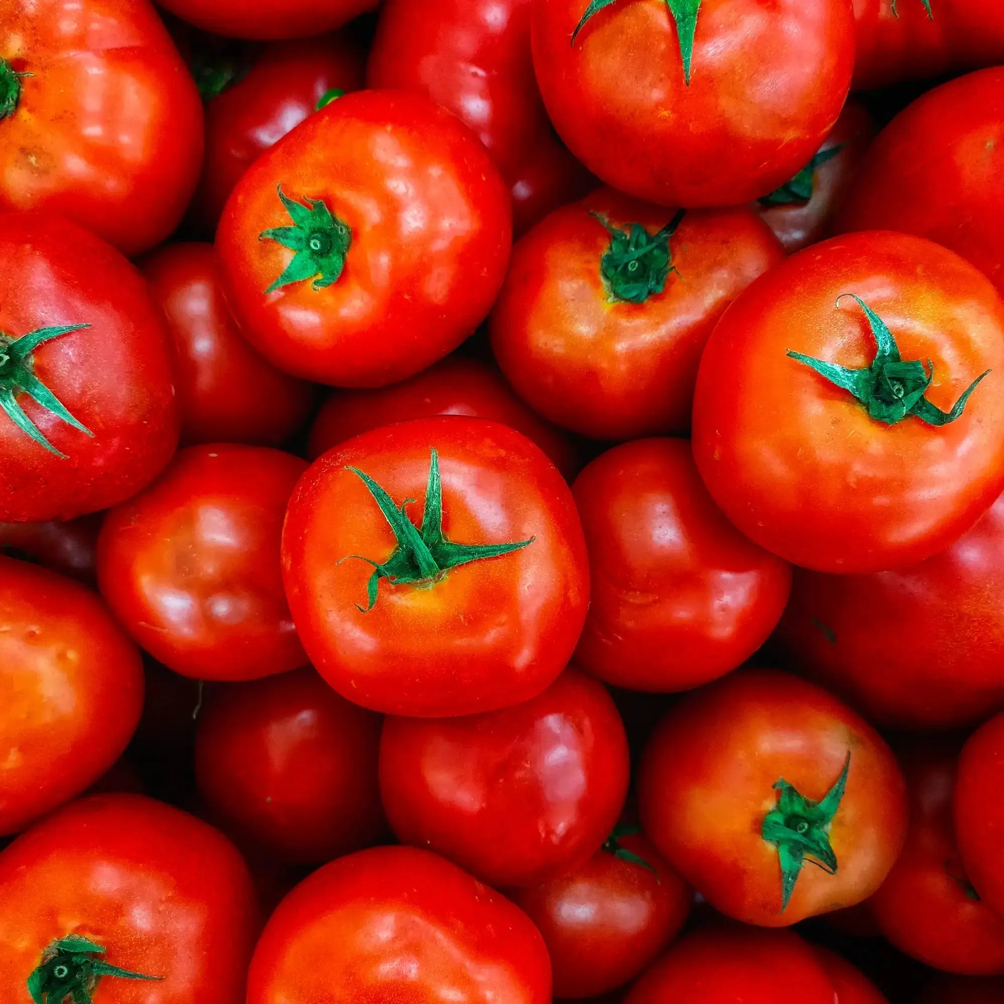 Tomato Extract - Water Soluble