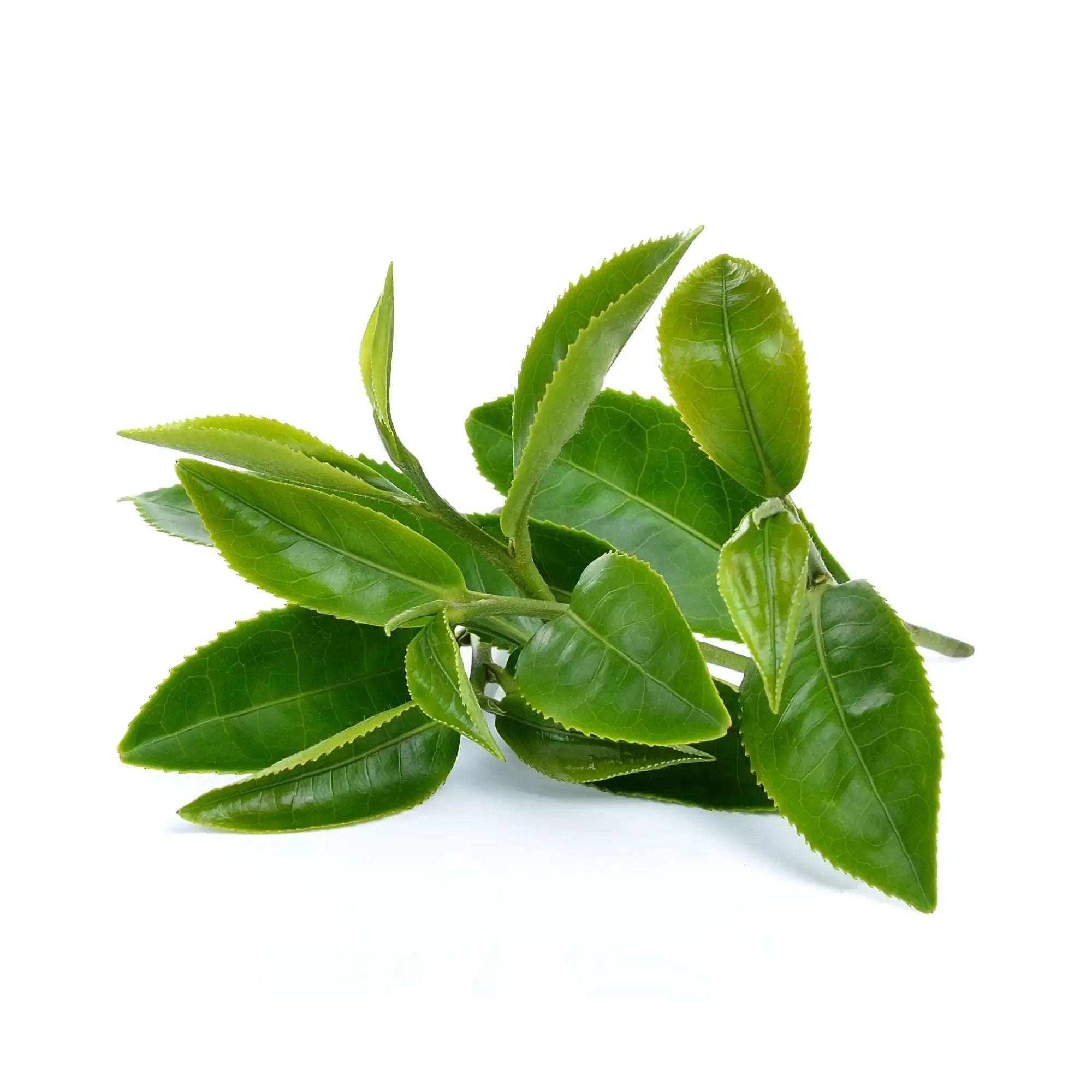 Green Tea Extract - Water Soluble