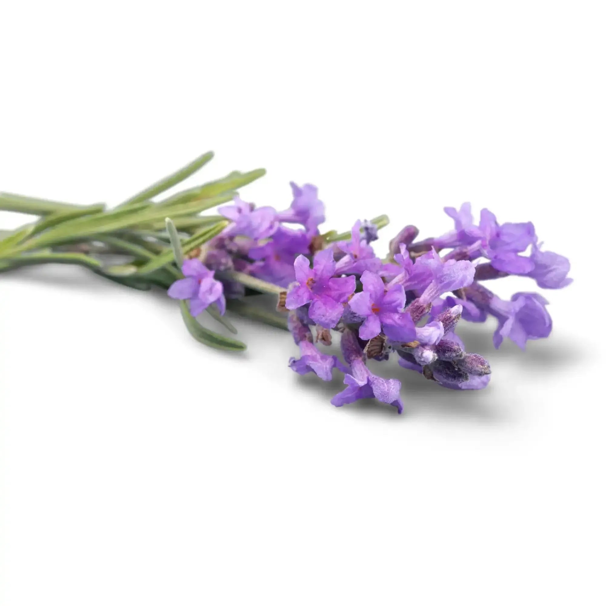 Wild Lavender Fragrance Oil For Personal Care (Oil Soluble)
